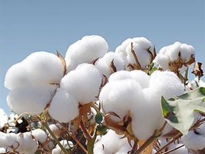 Toes Home 女式普拉提袜带防滑抓手,瑜伽船员袜适用于巴雷医院粘性拖鞋袜 4 双装